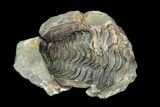 Fossil Calymene Trilobite Nodule - Morocco #100018-1